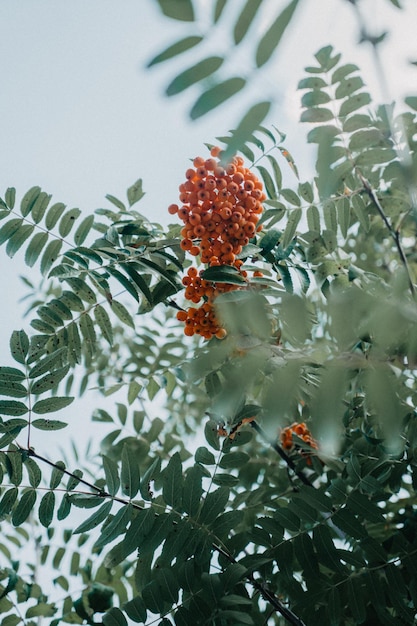 Rowan berries