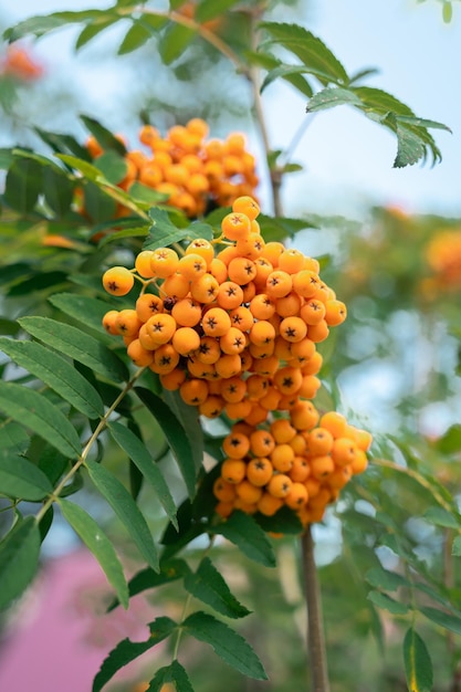 Rowan berries