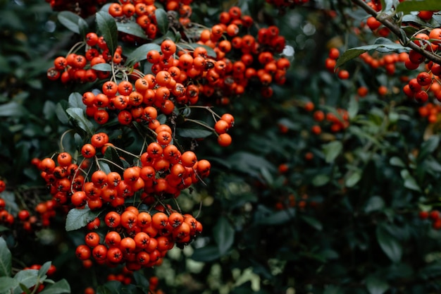 A rowan branch with corymb of many bright orange pomes Orange fuits of mountainash with green leaves in the background