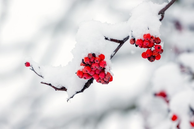 Rowan branch with red berries covered with soft fluffy snow in winter during snowfall