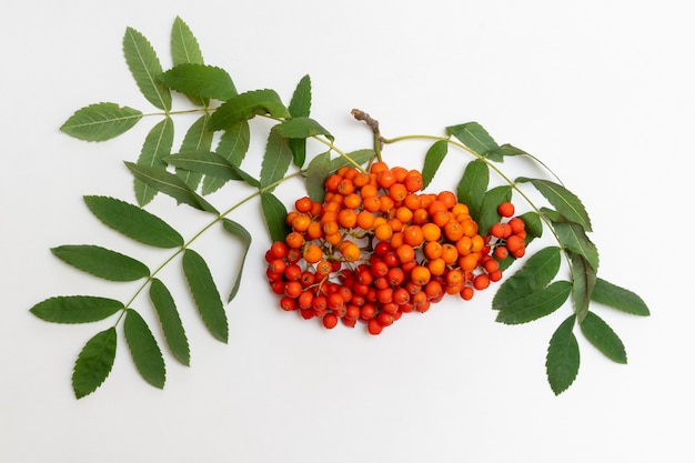 Rowan branch with red berries and green ea leaves against white background, close-up. Autumn berries of red mountain ash or rowan berries with green leaves for decoration