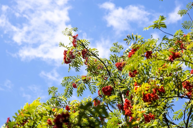 Rowan branches with ripe red berries against the blue sky summer day