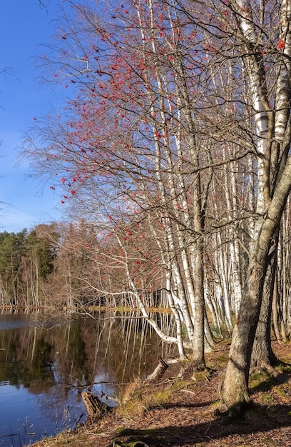 Rowan and leafless trees in autumn bare birch forest by the lake photo