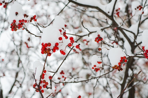 Rowan in the snow