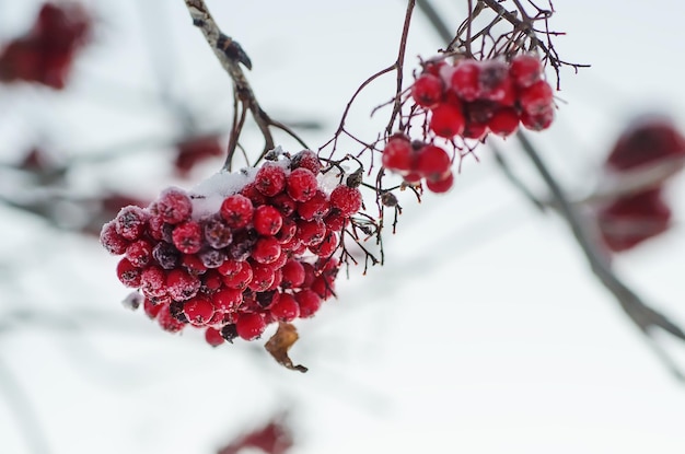 Rowan in the snow