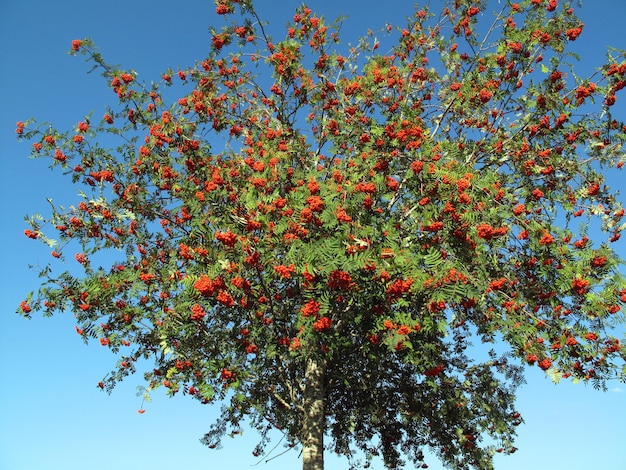 Rowan (Sorbus aucuparia) with its autumn fruits