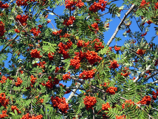 Rowan (Sorbus aucuparia) with its autumn fruits