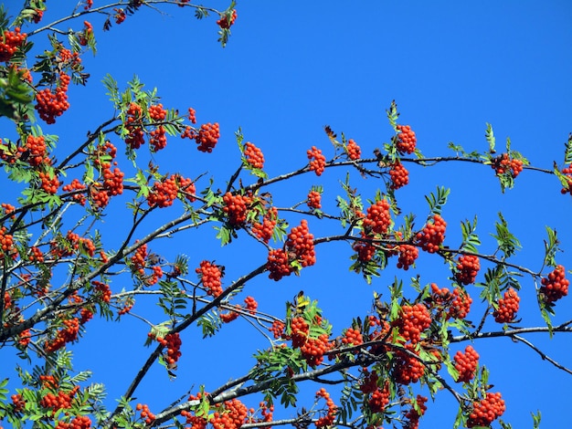 Rowan (Sorbus aucuparia) with its autumn fruits