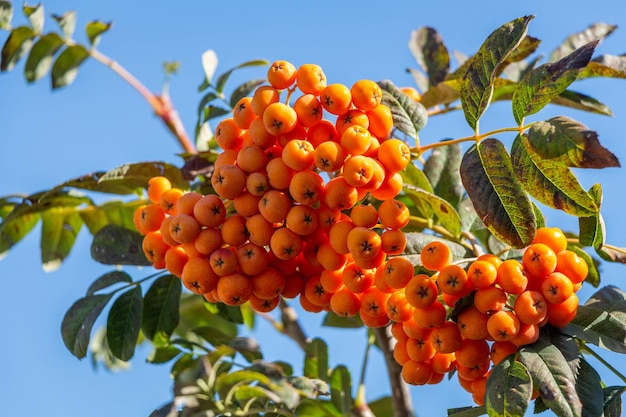 Rowan on a tree branch a bunch of ripe red rowan berries on a tree branch