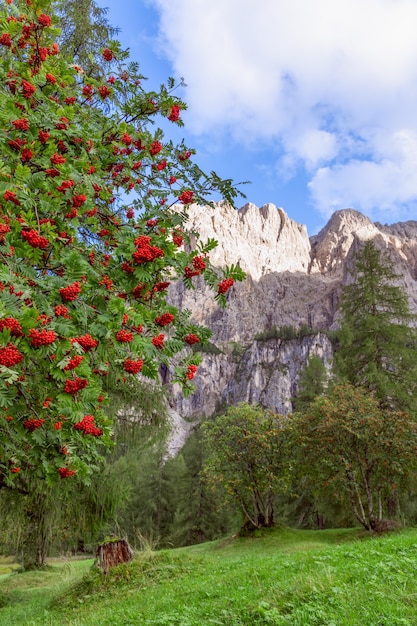 Rowan tree in the mountains