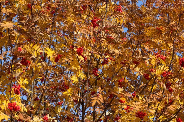 Rowan tree with yellow leaves in the autumn park