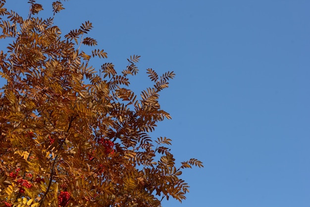 Rowan tree with yellow leaves on sky background in autumn park