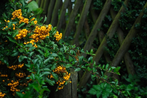 Rowanberry on background of green leaves