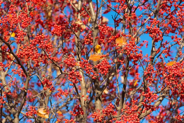 Rowanberry tree with red berry on branch and sky background