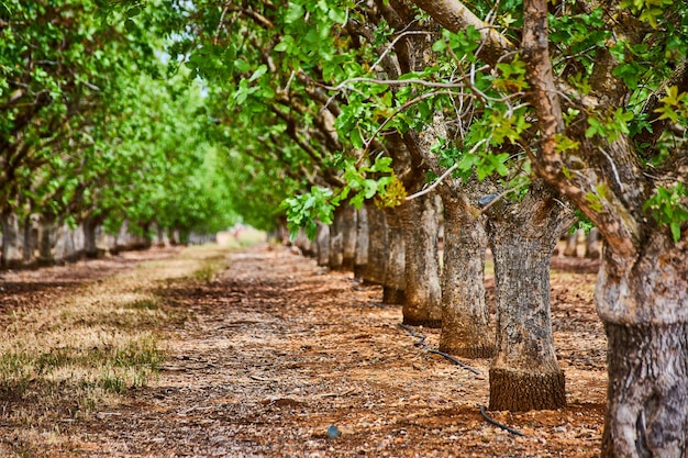 Rows of almond trees in farm with bark detail