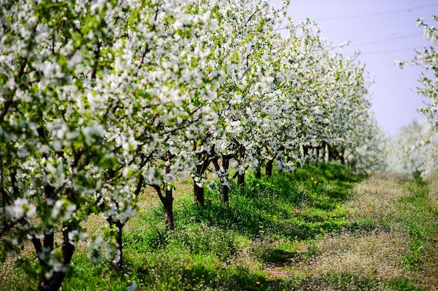 Rows of beautifully blossoming cherry trees on a green lawn