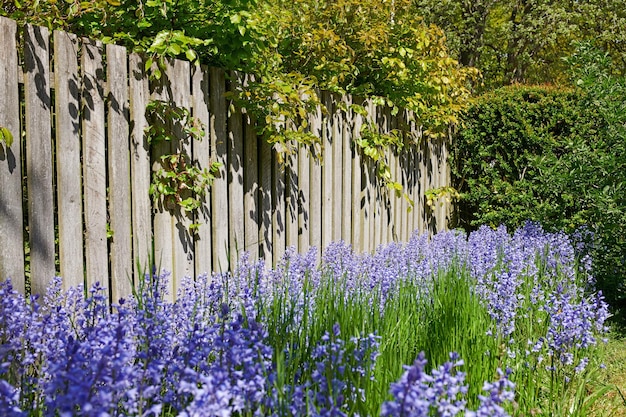 Rows of Bluebell growing in a green garden in outdoors with a wooden gate background Many bunches of blue flowers in harmony with nature tranquil wild flowerbed in a zen quiet backyard