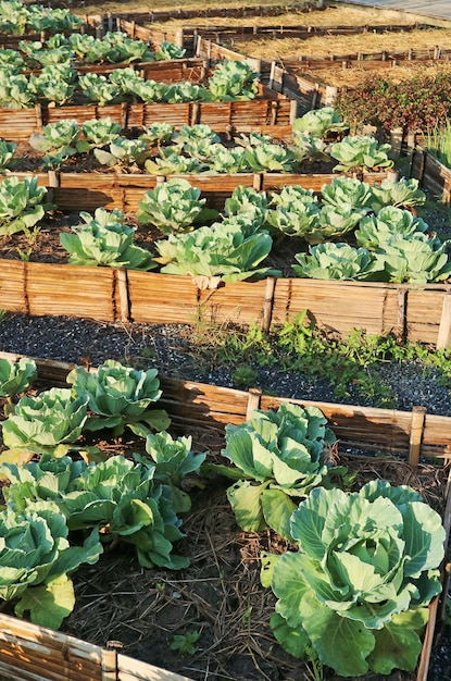 Rows of Cabbages Growing in the Sunlight