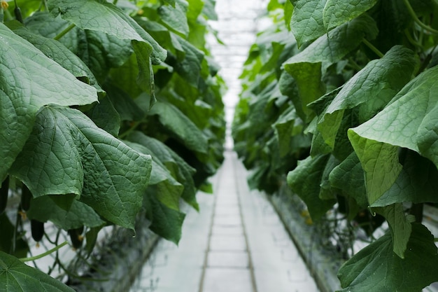 Rows of fresh ripe cucumbers in greenhouse. Organic food and vegetables. Healthy eating. Hydroponic