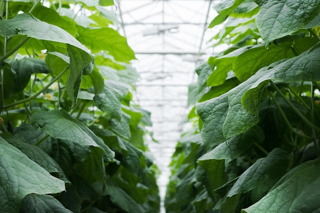 Rows of fresh ripe cucumbers in greenhouse. Organic food and vegetables. Healthy eating. Hydroponic