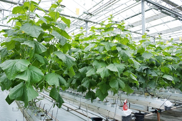 Rows of fresh ripe cucumbers in greenhouse. Organic food and vegetables. Healthy eating. Hydroponic