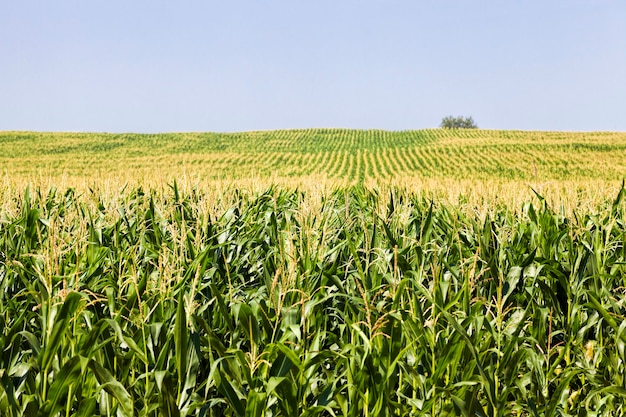 rows of green corn in summer