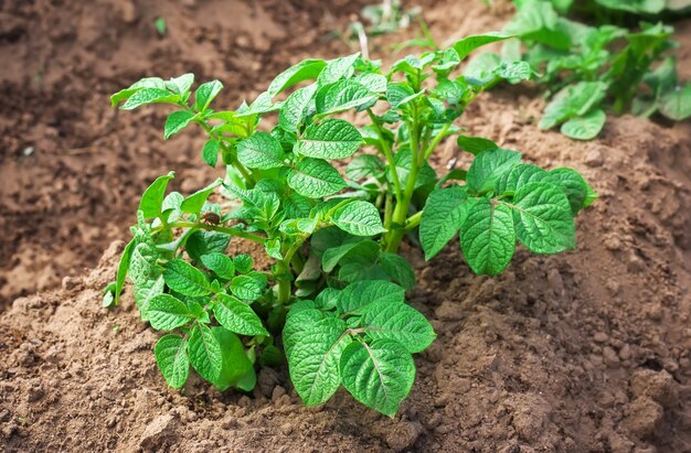 Rows of growth green potato plant in field.