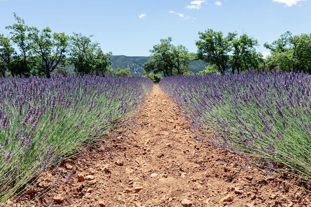 Rows of lavender bushes in Provence land under clear blue sky Vaucluse Provence France