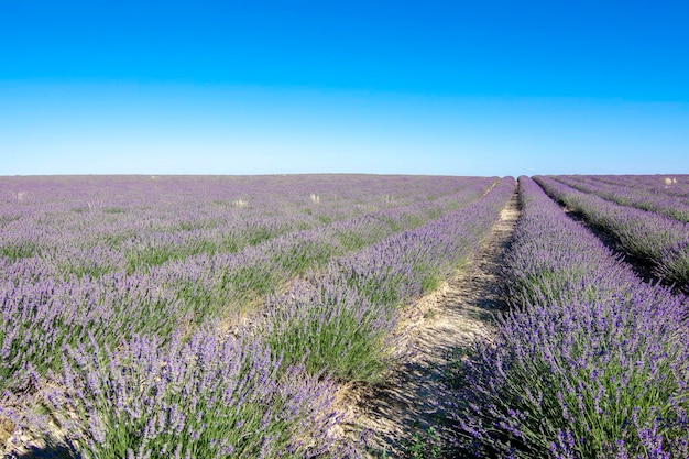 Rows of lavender flowers in the Spain lavender field