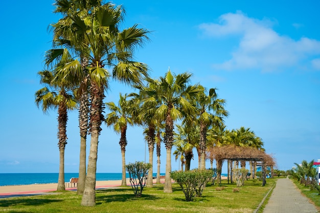 Rows of palm trees on the well-groomed modern waterfront of the resort town.