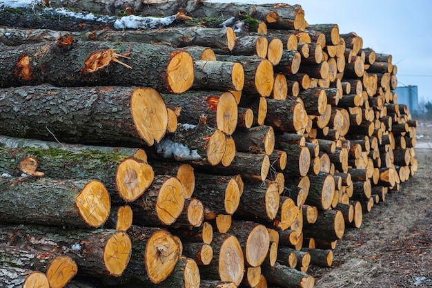 Rows of piled of logs  waiting to be processed at a local rural lumber mill made into lumber for construction