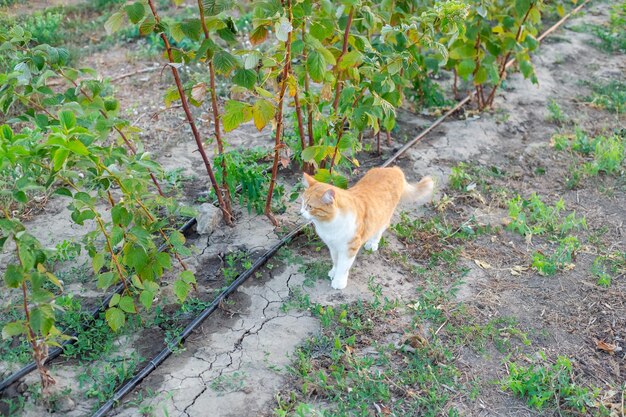 rows of raspberry bushes in a garden with drip irrigation a cat runs nearby Caring for berries and fruits