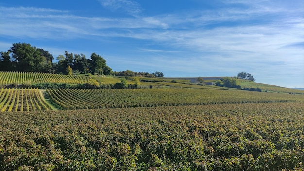 Rows of red vines in a vineyard after harvest in the Saint Emilion region France