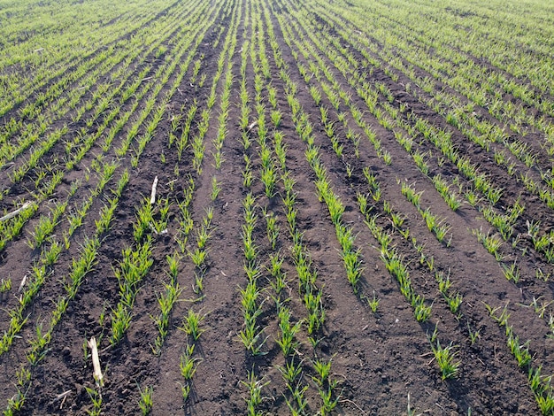 Rows of sprouting barley in spring