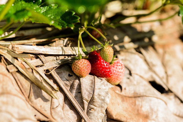 Rows of strawberries in a strawberry farm