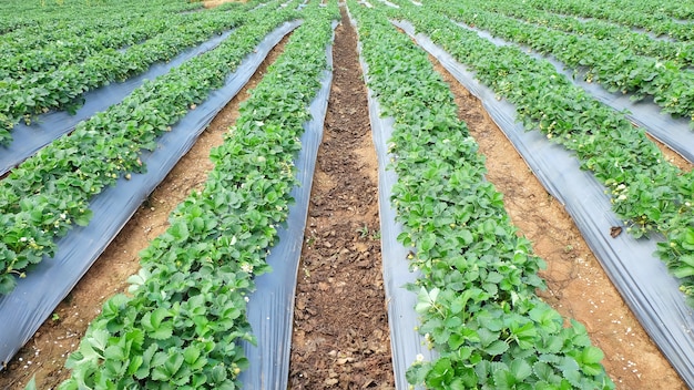 Rows of Strawberry plants in a strawberry field.