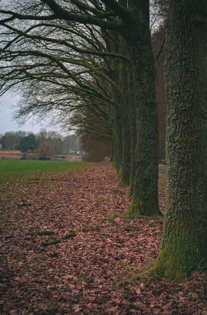 Rows of trees lining long empty park path in the autumn fall