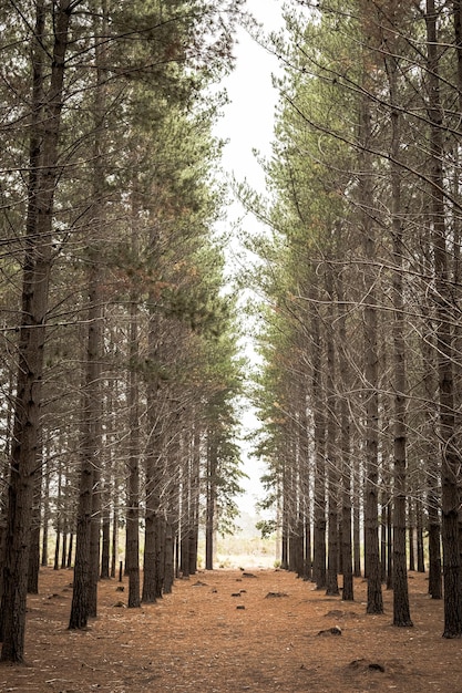 Rows of trees in a Pine Forest Plantation in Cape Town