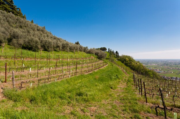 Photo rows of vines and olive trees on a hill