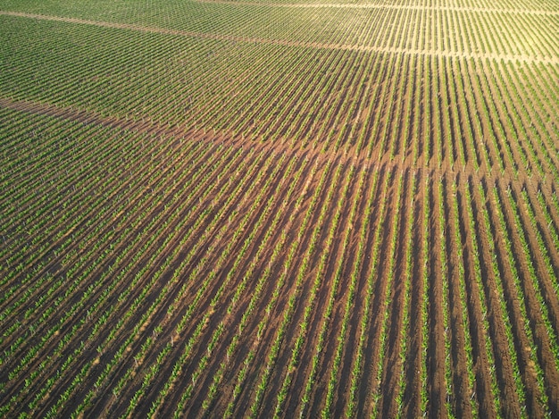 Rows of vineyard grape vines