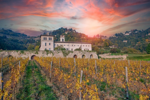 Rows of vineyard