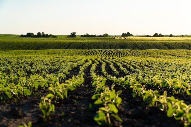 Rows of young bright green soy plants Landscape view of a young soy field Green young soya plants growing from the soil Agricultural concept Soft focus