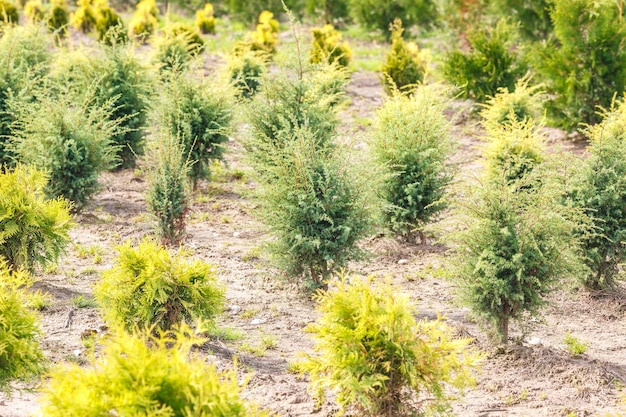 Rows of young conifers in greenhouse with a lot of plants on plantation