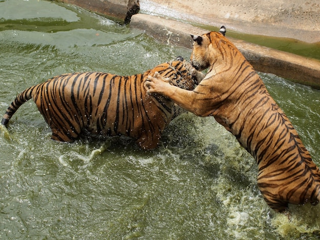 Royal bengal tiger