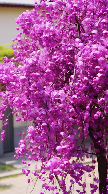 Royal Bloom Violet Blossoming Cercis Siliqua strum Plant Natures Majesty