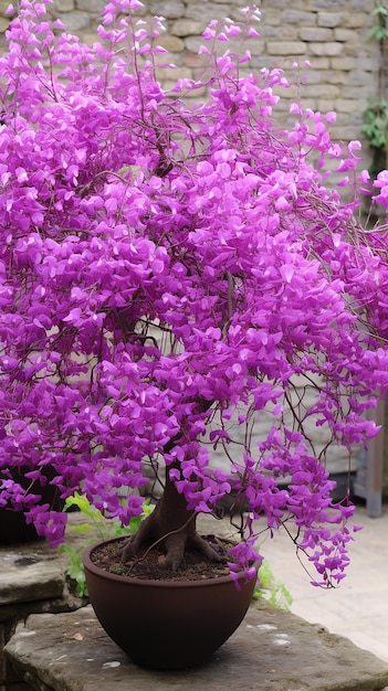 Royal Bloom Violet Blossoming Cercis Siliqua strum Plant Natures Majesty