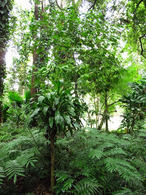 Royal Botanical Gardens, Kandy, Sri Lanka