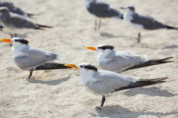 Royal Caspian terns sea birds in Miami Florida