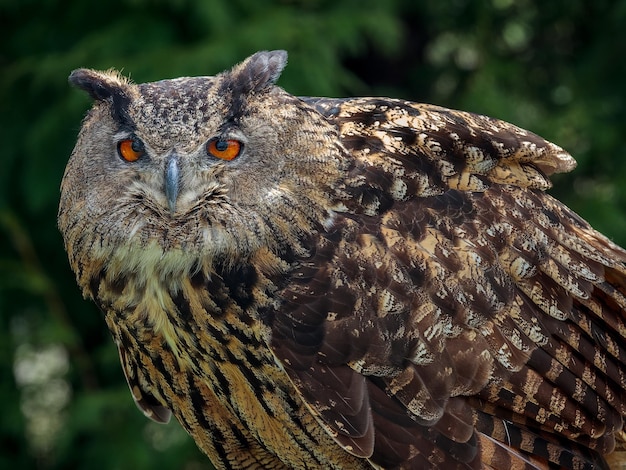 A Royal owl portrait image