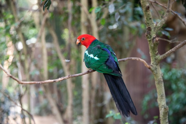 Royal parrot Alistair spade Beautiful bird Macro